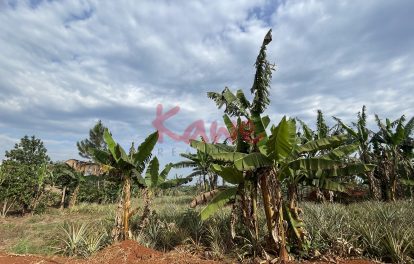 Farmland for sale in Nakasongola Uganda