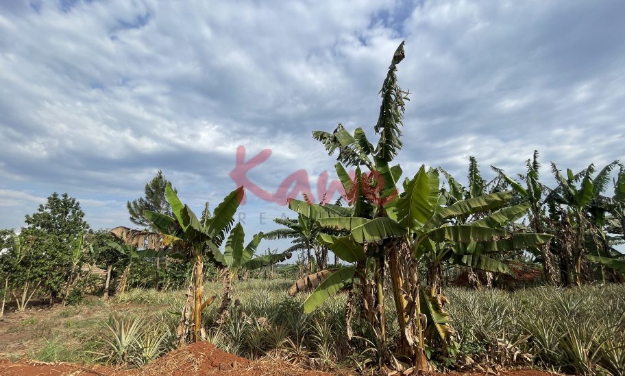 Farmland for sale in Nakasongola Uganda