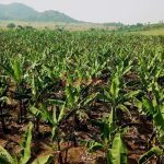 6.5 Square Miles freehold land for sale in Nakasongola Uganda