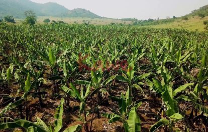 6.5 Square Miles freehold land for sale in Nakasongola Uganda