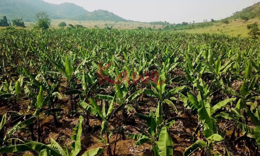6.5 Square Miles freehold land for sale in Nakasongola Uganda