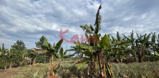 Farmland for sale in Nakasongola Uganda
