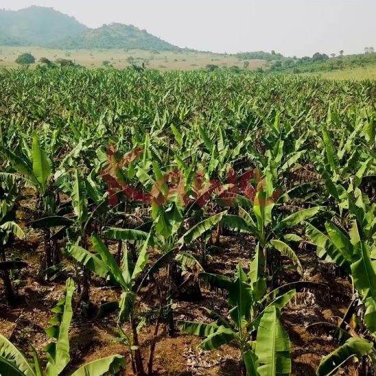 6.5 Square Miles freehold land for sale in Nakasongola Uganda